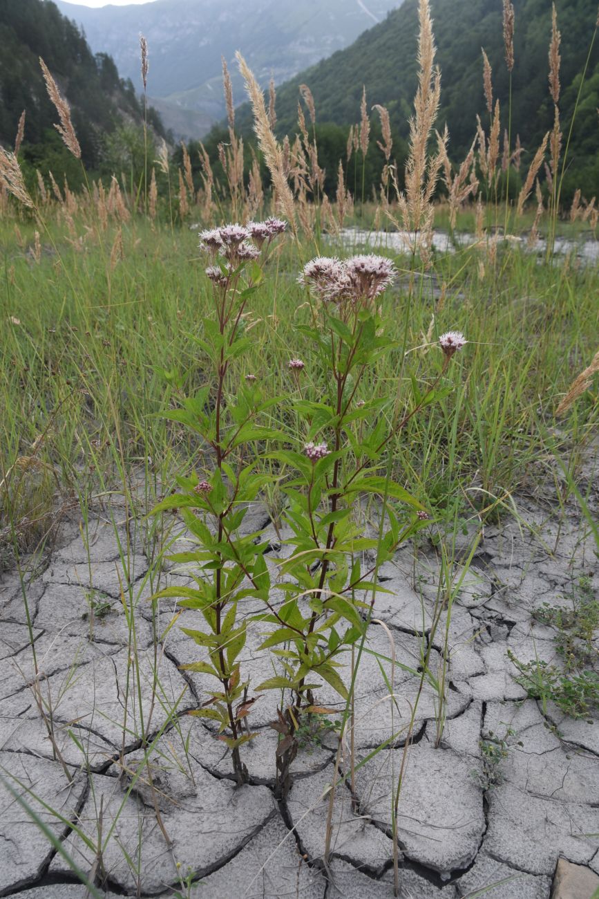 Image of Eupatorium cannabinum specimen.