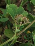 Medicago denticulata