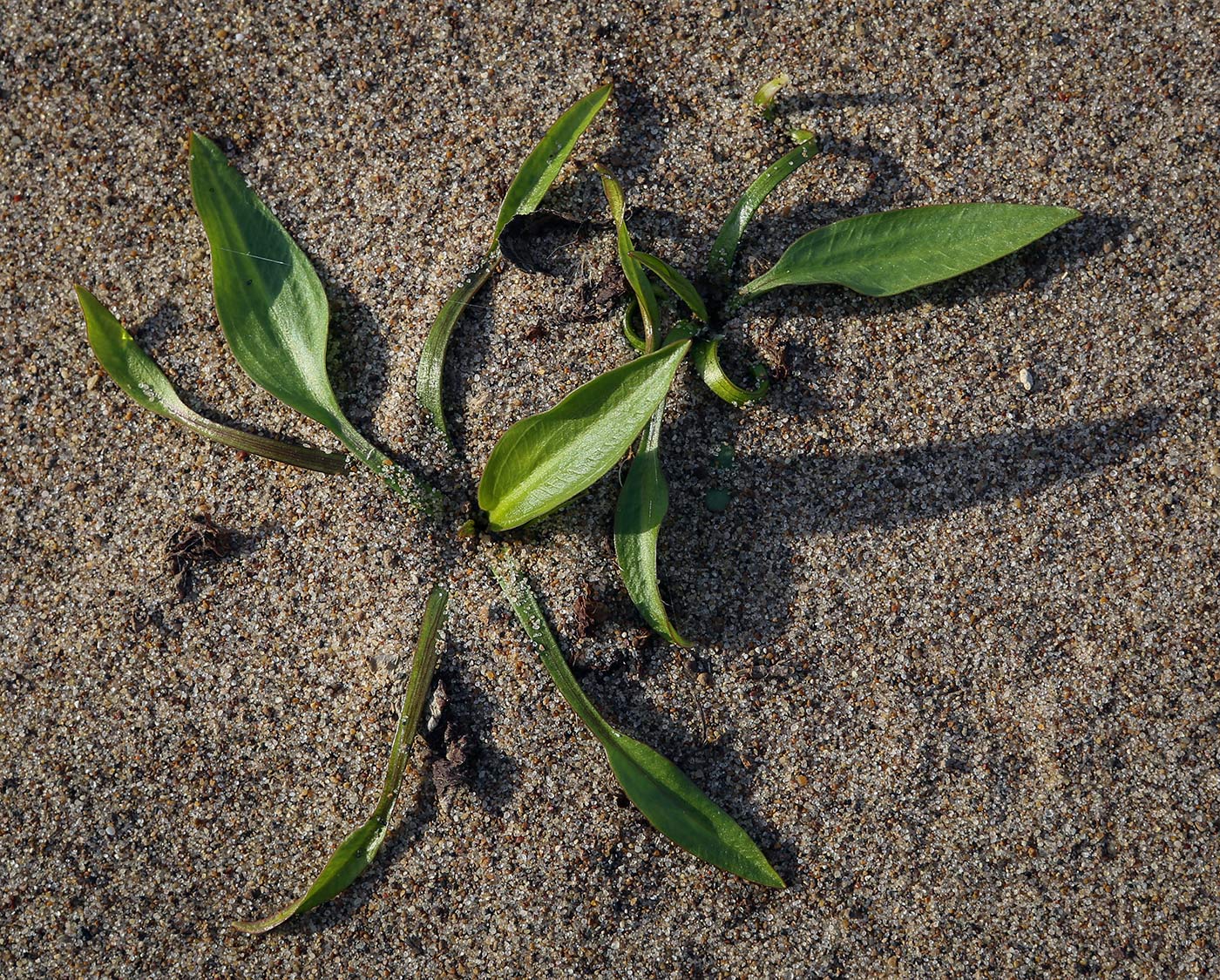 Image of Alisma plantago-aquatica specimen.