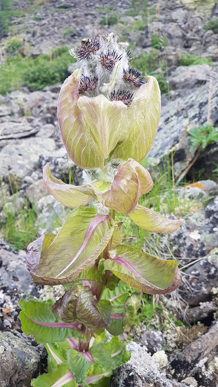 Image of Saussurea krasnoborovii specimen.