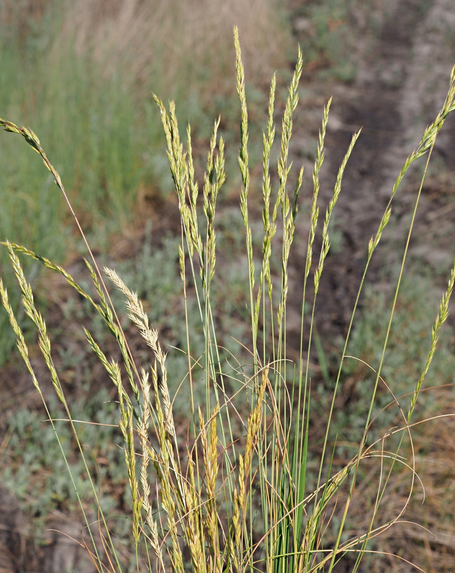 Image of Festuca valesiaca specimen.