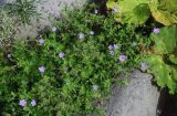 Geranium yesoense. Цветущие растения в сообществе с Petasites amplus, Artemisia и Galium. Курильские о-ва, о-в Итуруп, долина р. Водопадная, каменистый участок берега. 16.08.2023.