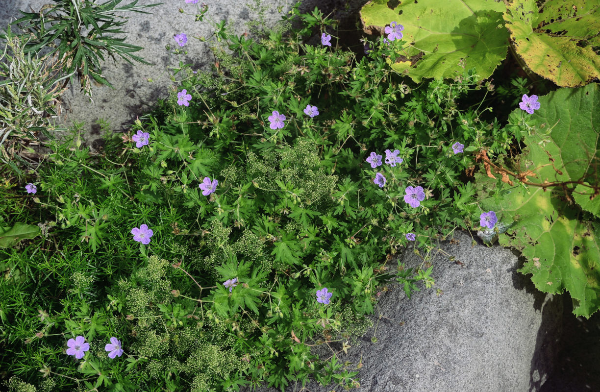 Image of Geranium yesoense specimen.