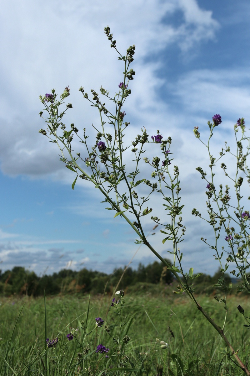 Image of Medicago sativa specimen.