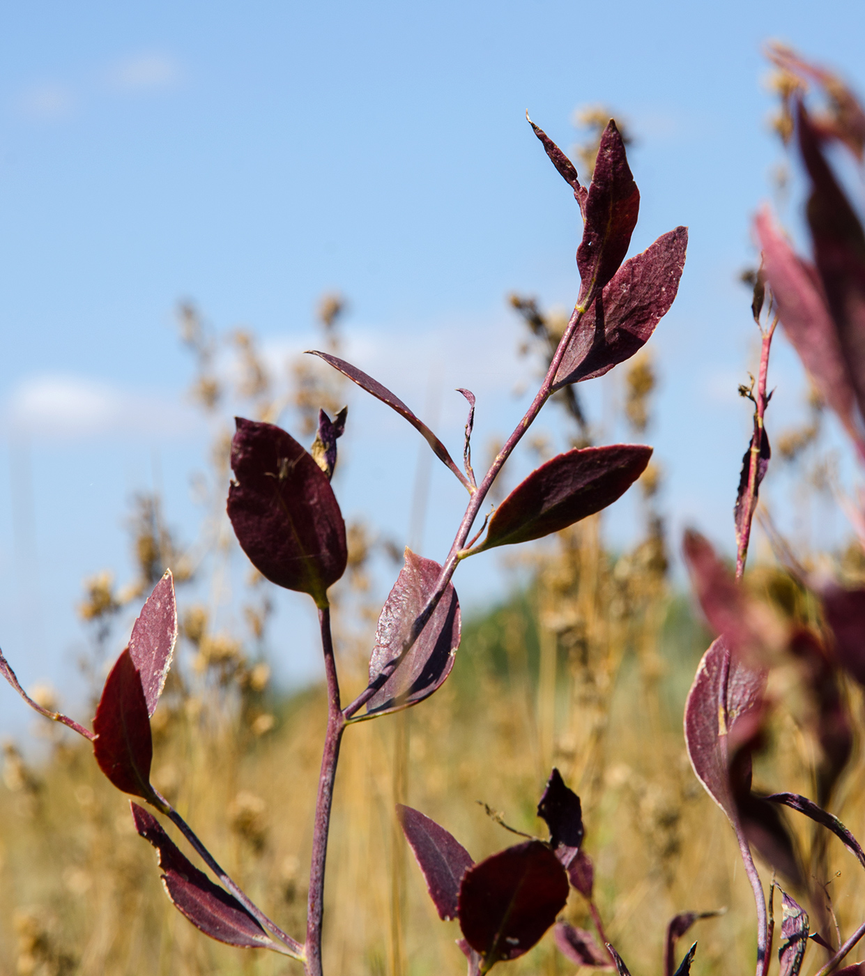 Image of Lepidium latifolium specimen.
