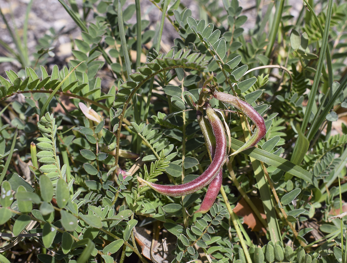 Image of Astragalus monspessulanus specimen.