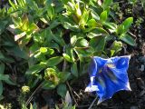 Gentiana acaulis. Цветущее растение. Великобритания, Шотландия, Эдинбург, Royal Botanic Garden Edinburgh. 4 апреля 2008 г.