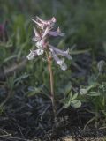 Corydalis glaucescens. Цветущее растение. Кыргызстан, Киргизский хр., природный парк \"Ала-Арча\", дол. р. Адыгене (левый приток Ала-Арчи), ок. 2100 м н.у.м., поляна в ельнике. 02.05.2024.