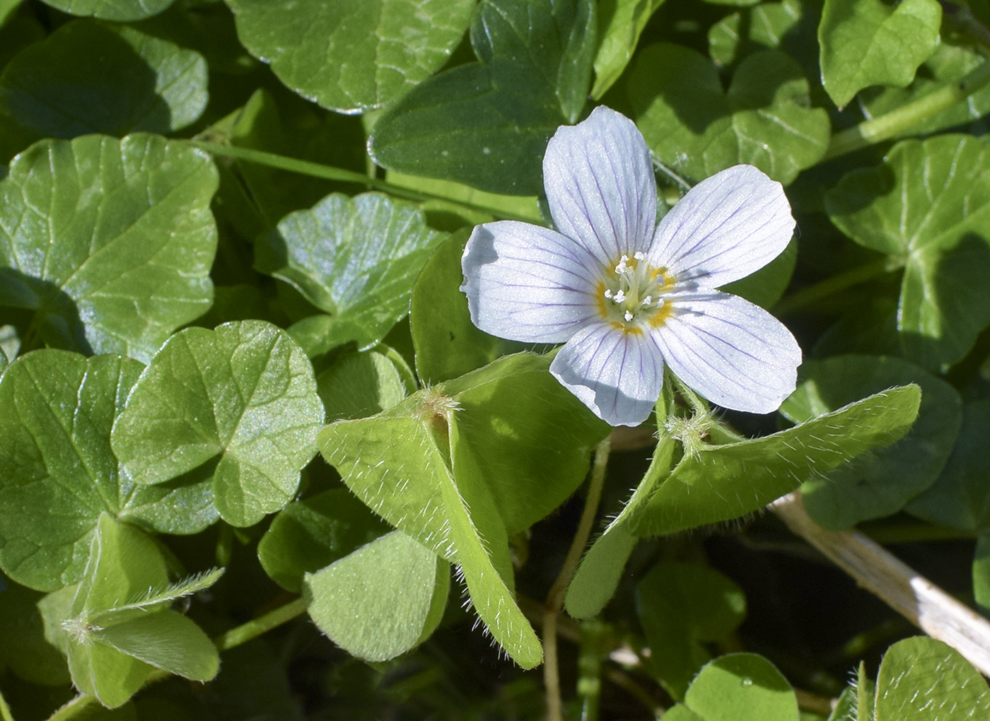 Image of Oxalis acetosella specimen.