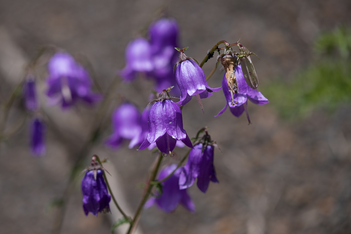 Изображение особи Campanula longistyla.