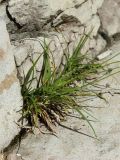 Carex spicata