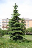 Picea pungens. Взрослое дерево. Псковская обл., г. Псков, Завеличье. 08.06.2006.