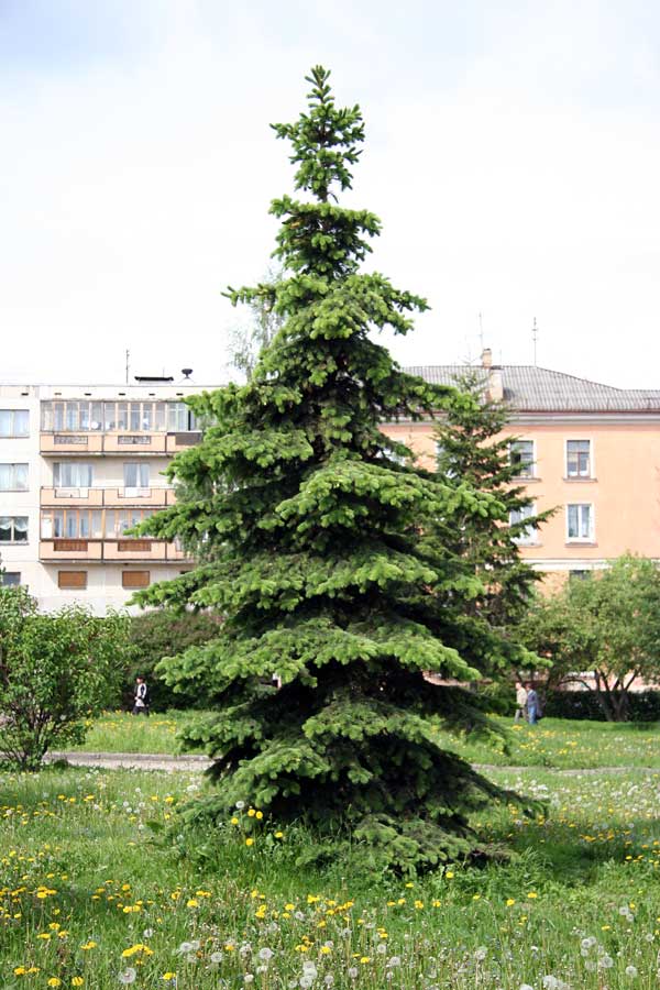 Изображение особи Picea pungens.