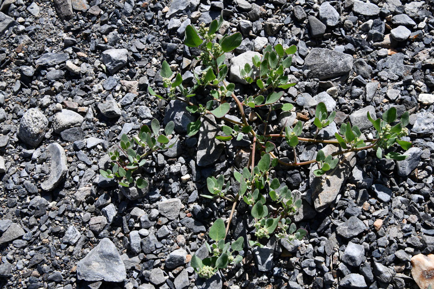 Image of genus Chenopodium specimen.