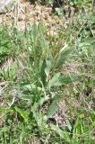 Plantago atrata