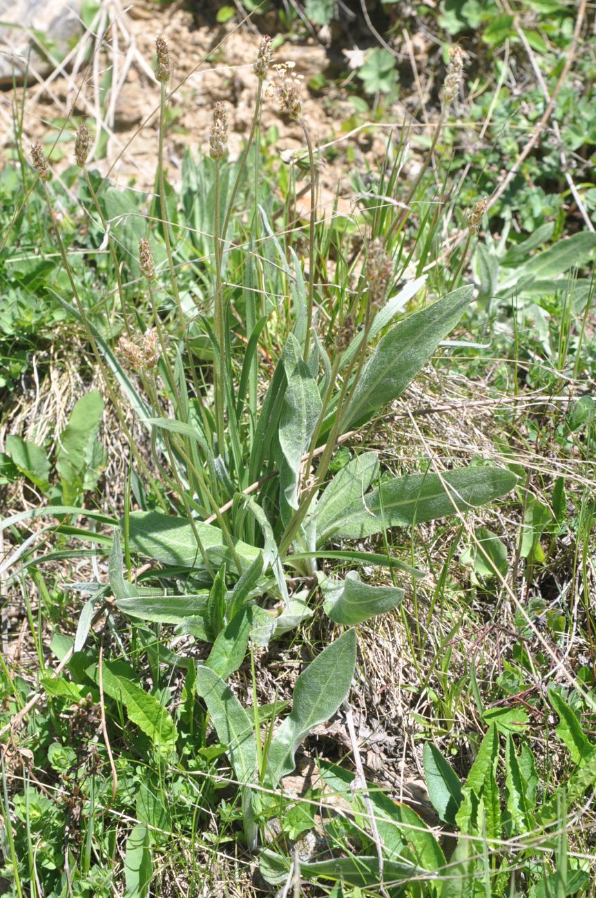 Image of Plantago atrata specimen.