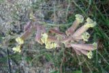 Silene thymifolia