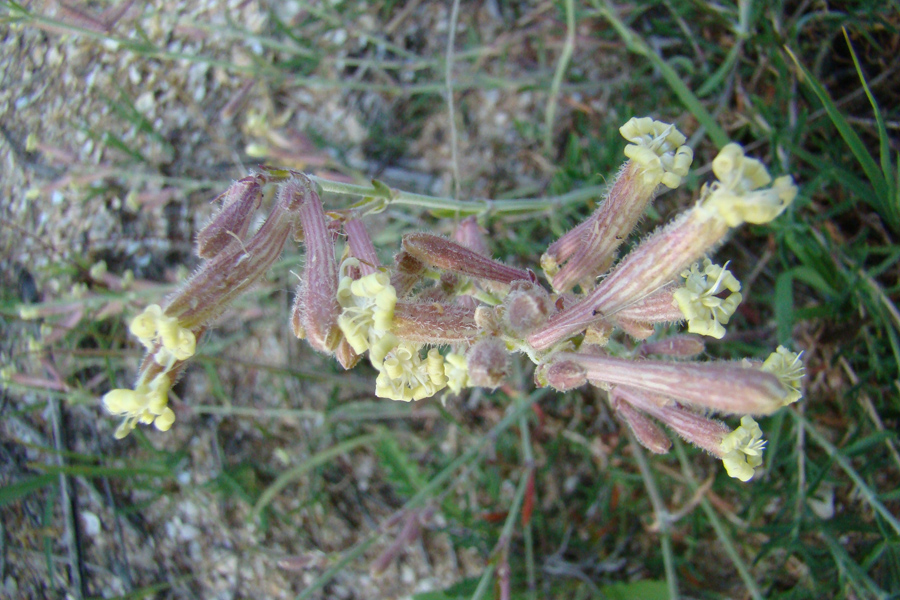 Изображение особи Silene thymifolia.