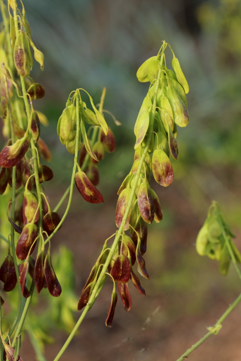 Image of Isatis tinctoria specimen.
