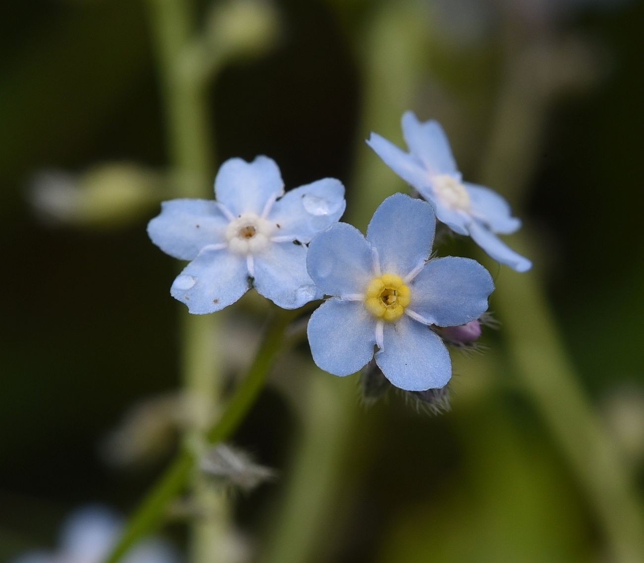 Изображение особи род Myosotis.