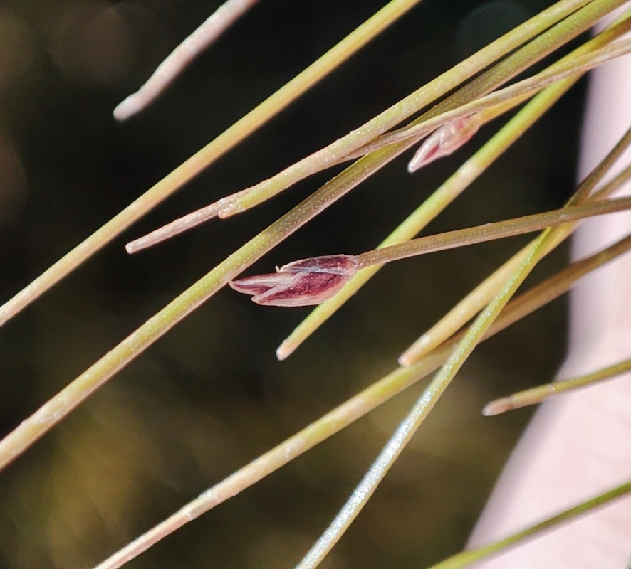 Image of Eleocharis acicularis specimen.