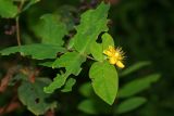 Hypericum androsaemum. Верхушка цветущего растения. Республика Абхазия, долина р. Кяласур. 23.08.2009.