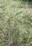 Stipa capillata