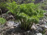 Ferula penninervis