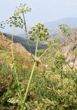 Archangelica tschimganica