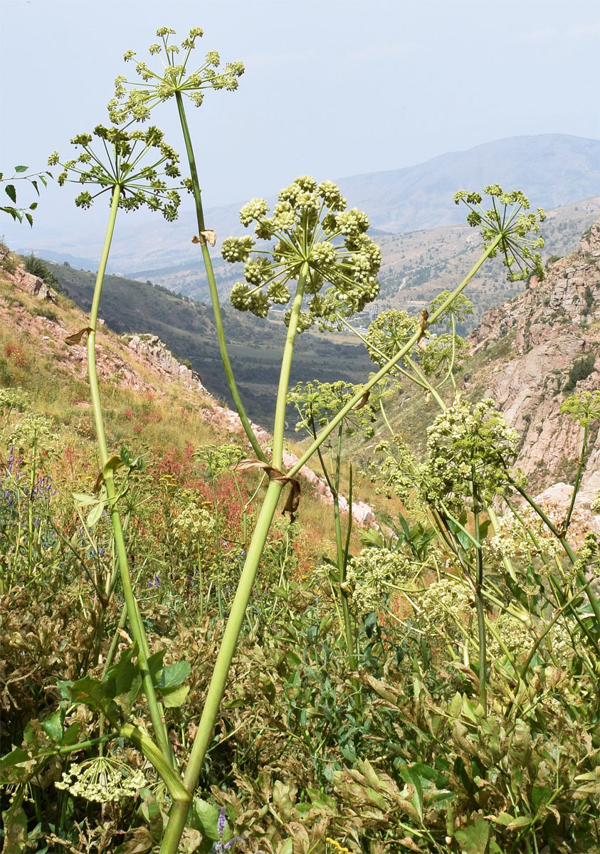 Image of Archangelica tschimganica specimen.