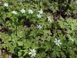 Anemone amurensis. Цветущие растения в сообществе с Paris verticillata. Хабаровский край, окр. г. Комсомольск-на Амуре, дол. р. Силинка, перелесок. 07.05.2025.