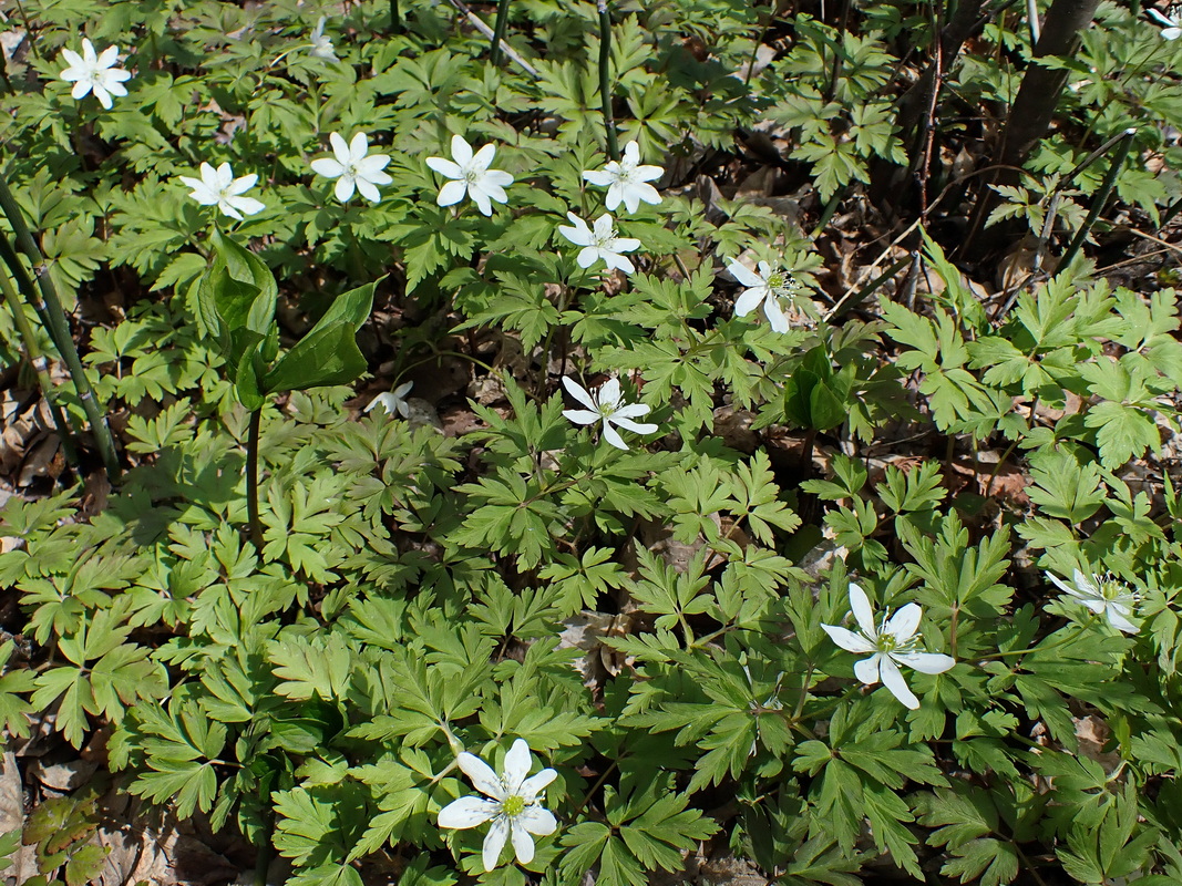 Изображение особи Anemone amurensis.