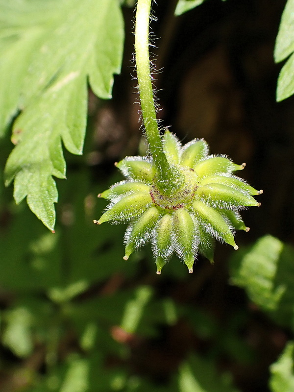Image of Anemone amurensis specimen.