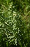 Lithospermum officinale. Верхушка цветущего растения. Грузия, Самцхе-Джавахети, окр. с. Кортанети, левый берег р. Кура, луг. 17 мая 2025 г.