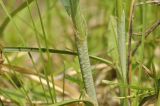 genus Carex