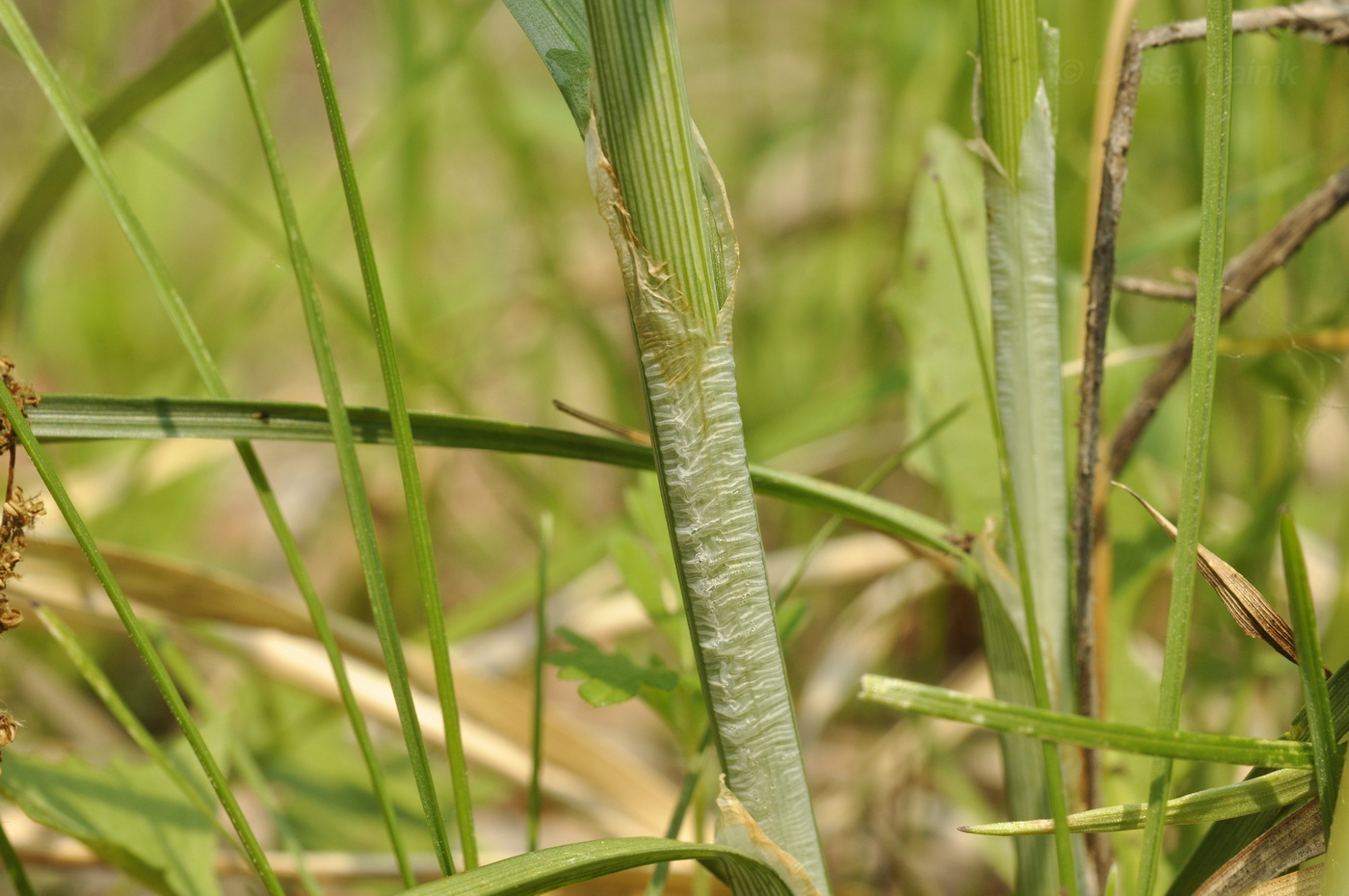 Image of Carex leiorhyncha specimen.