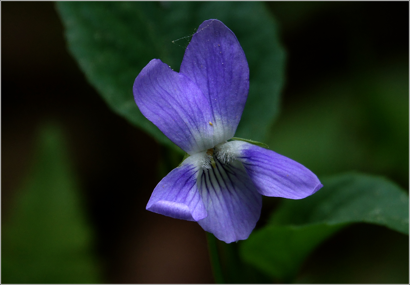 Изображение особи род Viola.