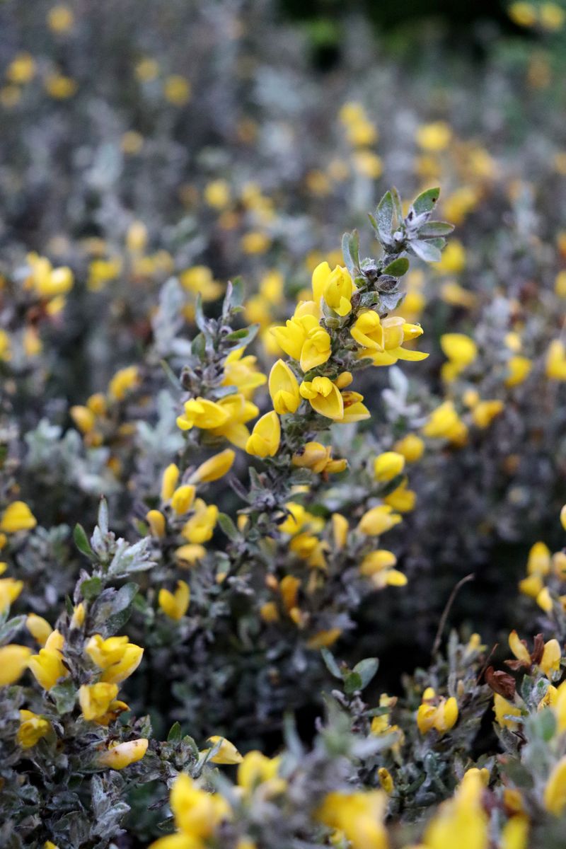 Image of genus Genista specimen.