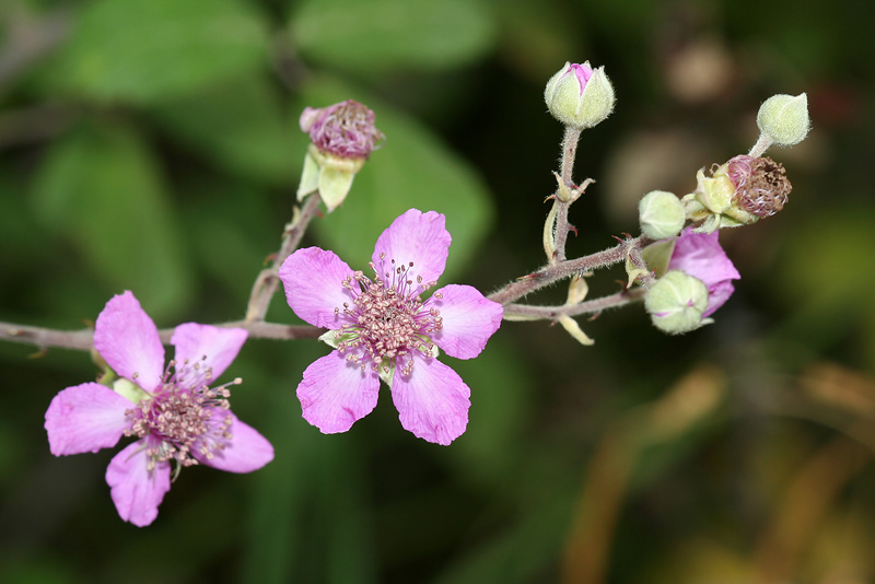 Изображение особи Rubus sanctus.