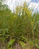 Verbascum marschallianum. Цветущее растение. Краснодарский край, Крымский р-н, станица Неберджаевская, приусадебный участок, сорное. 21.06.2025.