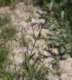genus Silene. Верхушка цветущего растения. Турция, ил Ван, 4 км на ЮВ от дер. Айдынлар, залежь. 21 мая 2025 г.