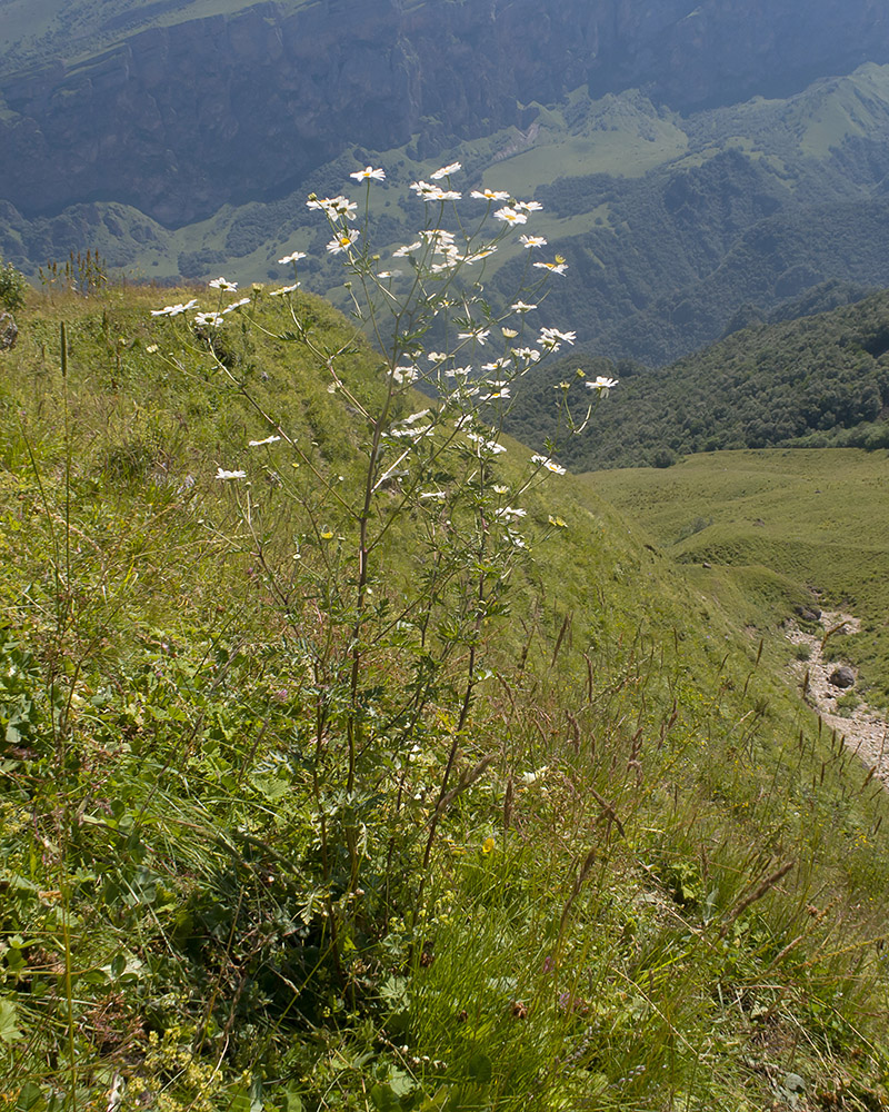 Image of Pyrethrum glanduliferum specimen.