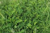 Astragalus glycyphyllos