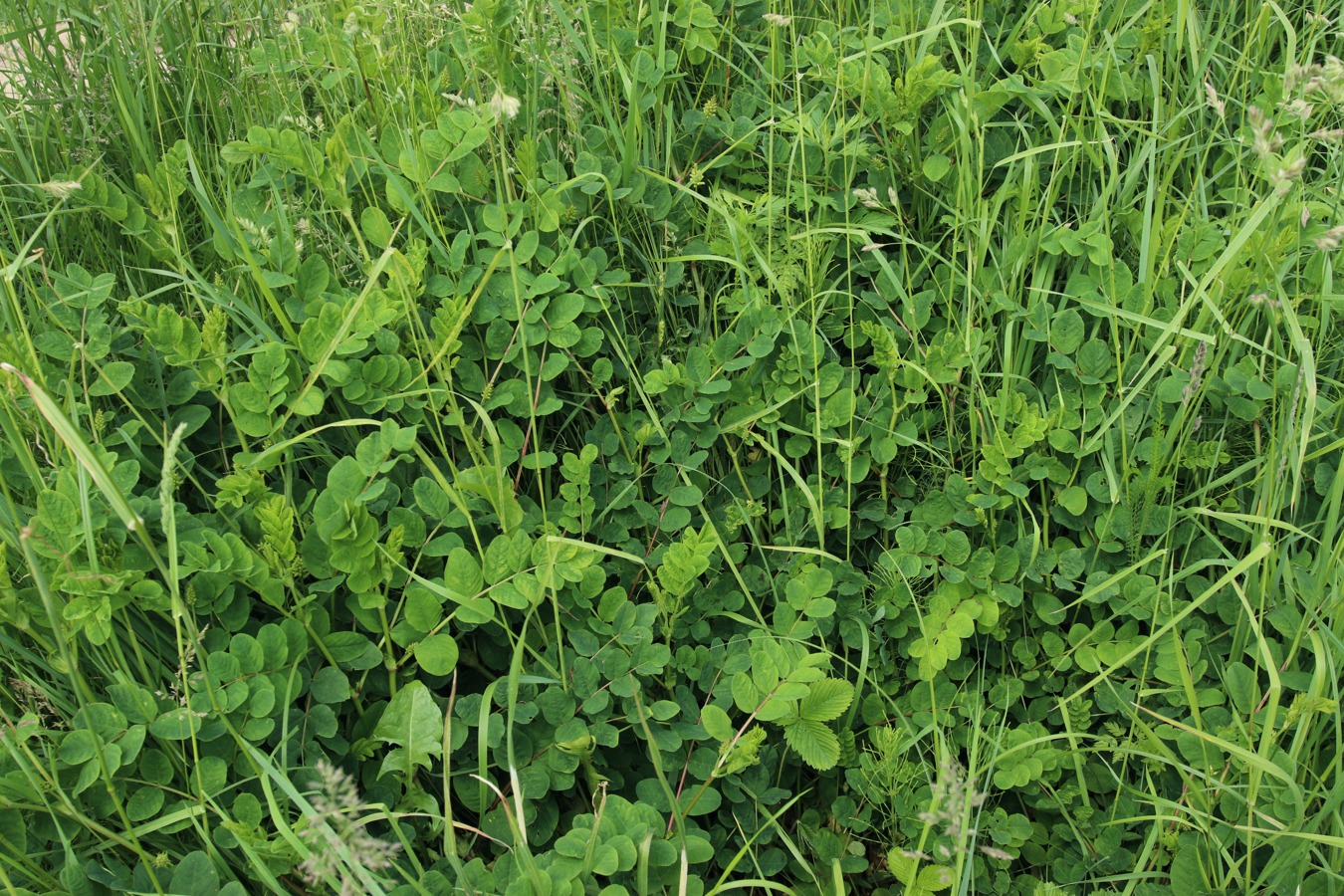 Image of Astragalus glycyphyllos specimen.