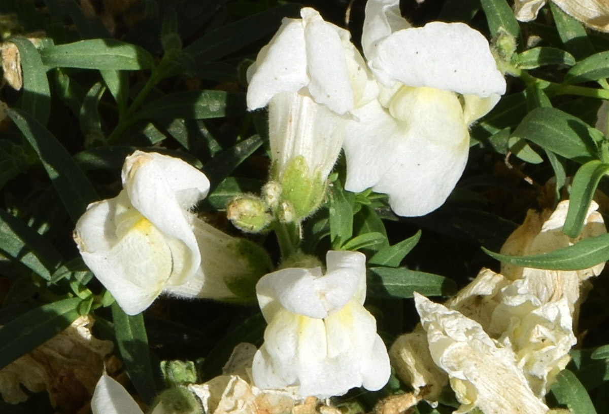 Изображение особи Antirrhinum majus.