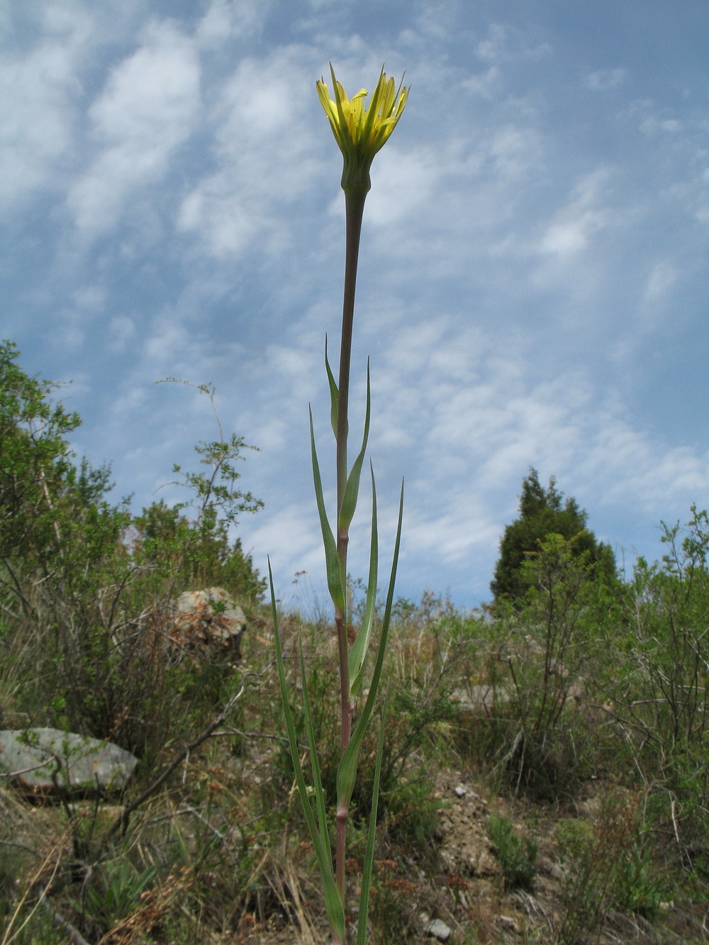 Image of Tragopogon dubius specimen.