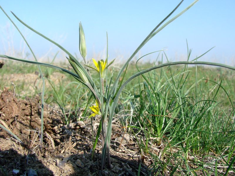 Изображение особи Gagea pseudoreticulata.