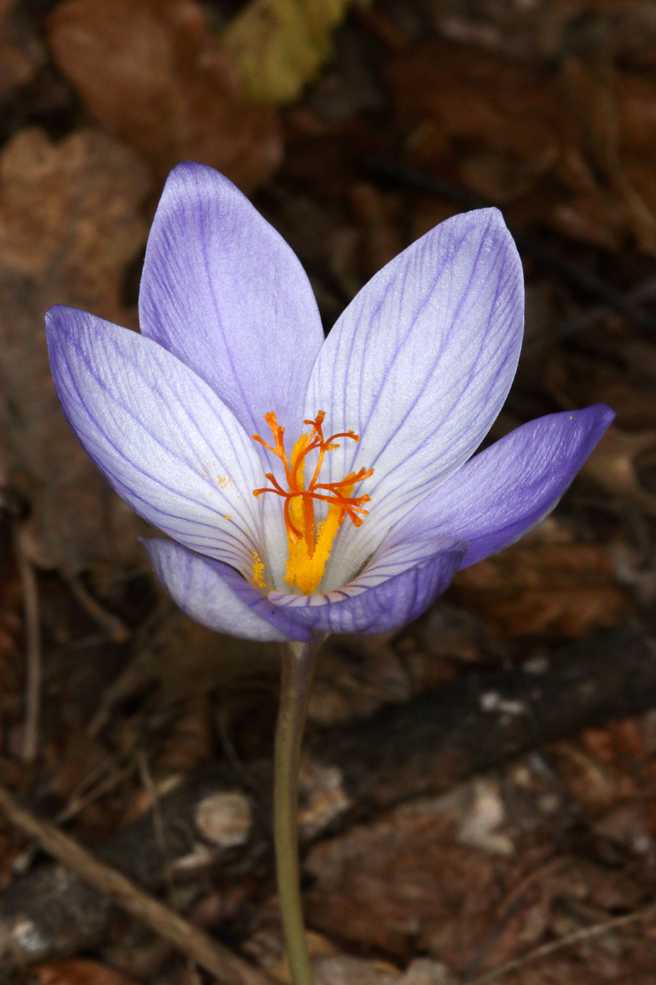 Изображение особи Crocus speciosus.