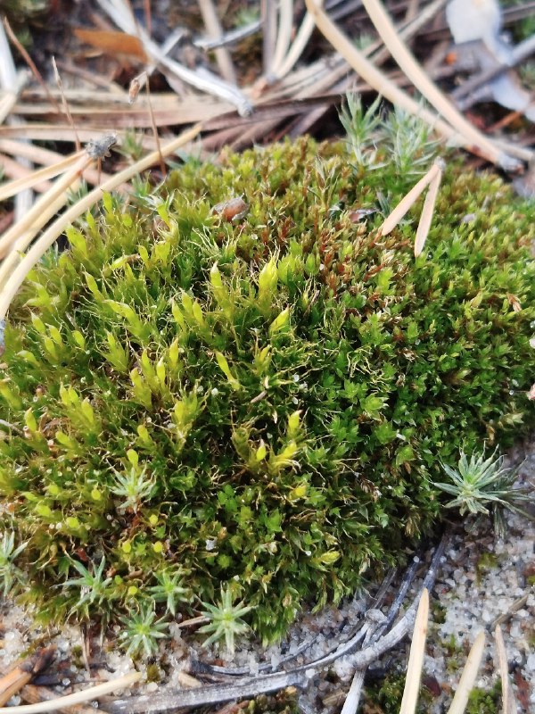 Изображение особи Tetraplodon angustatus.