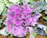 Brassica variety viridis